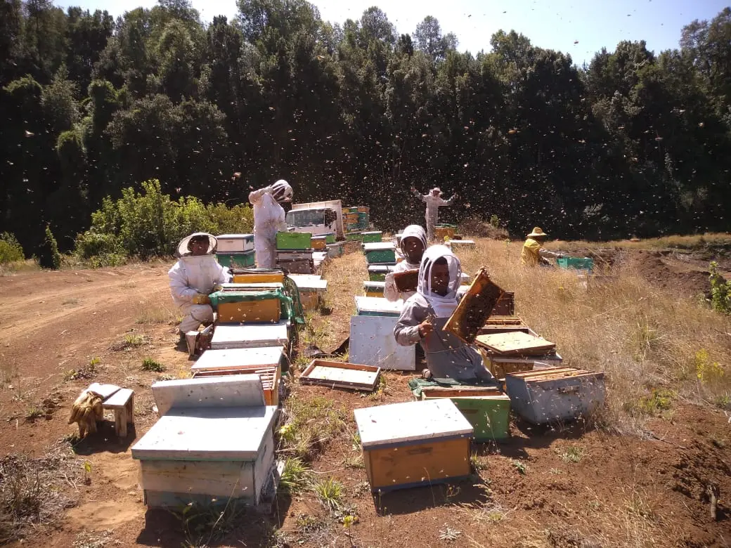 Colmenares Saavedra Armijo SpA